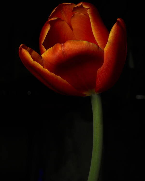 Botanical Poster featuring the photograph Tulip 8063 by Julie Powell