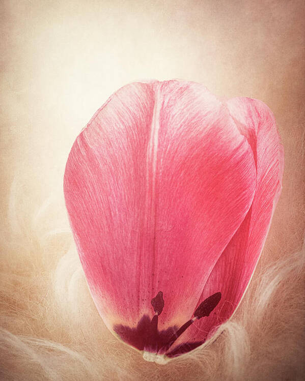 Petal Poster featuring the photograph Tulip Petal by Philippe Sainte-Laudy