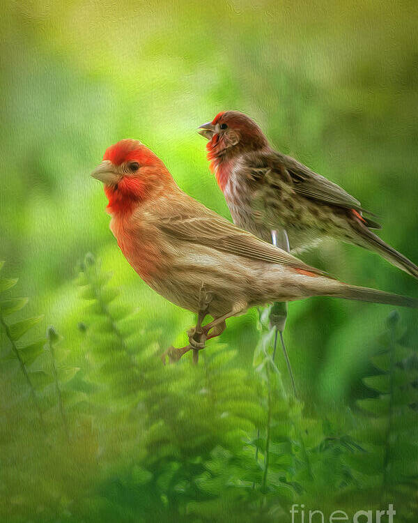 Bird Poster featuring the photograph Two Little Finches by Shelia Hunt