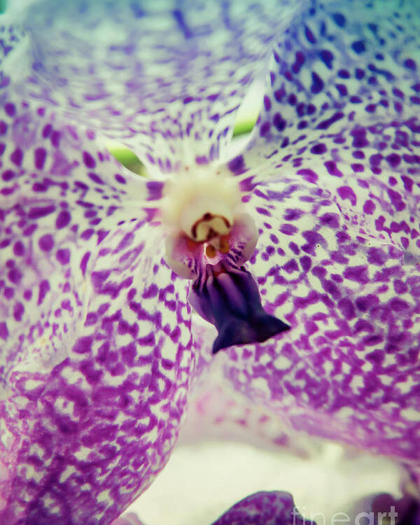 Singapore Poster featuring the photograph Vanda Orchid in Blue by Tanya Owens