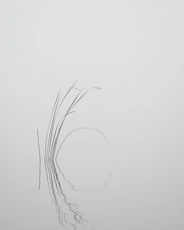 Black Poster featuring the photograph Water Reed in Black and White by Carolyn Hutchins