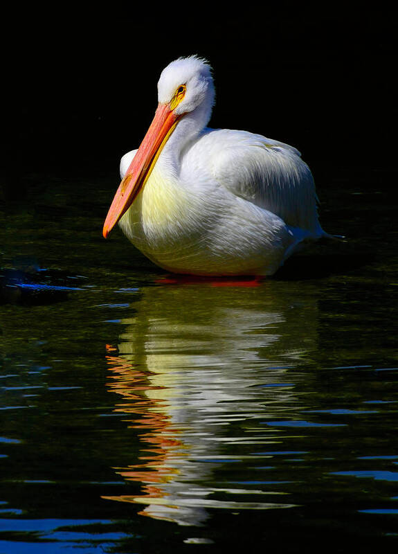 Pelican Poster featuring the photograph White Pelican of the Night by Alison Belsan Horton