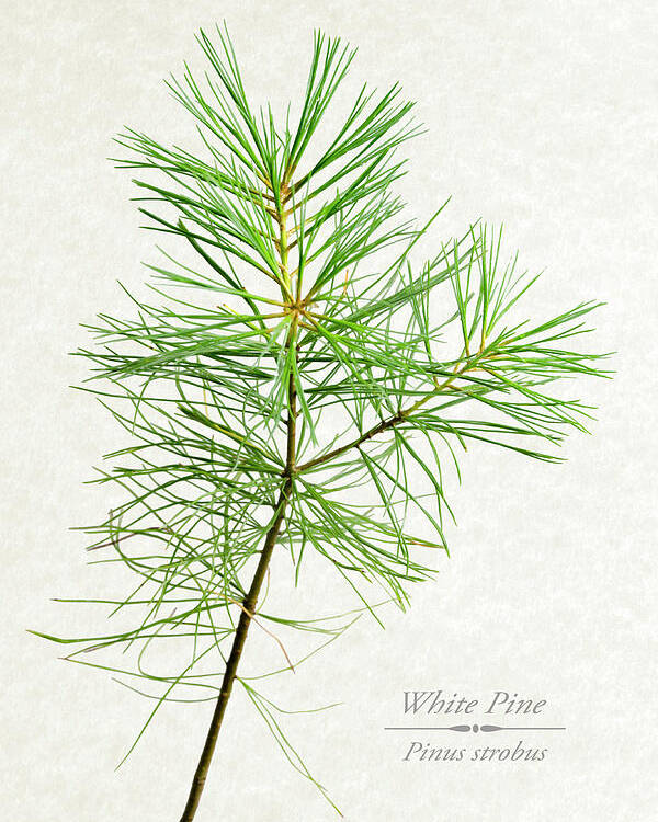 White Pine Poster featuring the mixed media White Pine by Christina Rollo