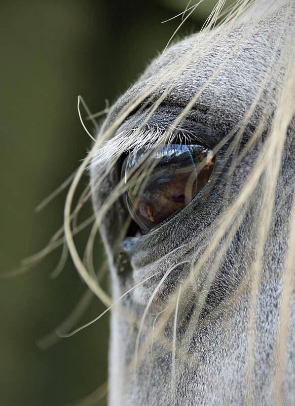 Horse Poster featuring the photograph Window of the Soul by M Kathleen Warren