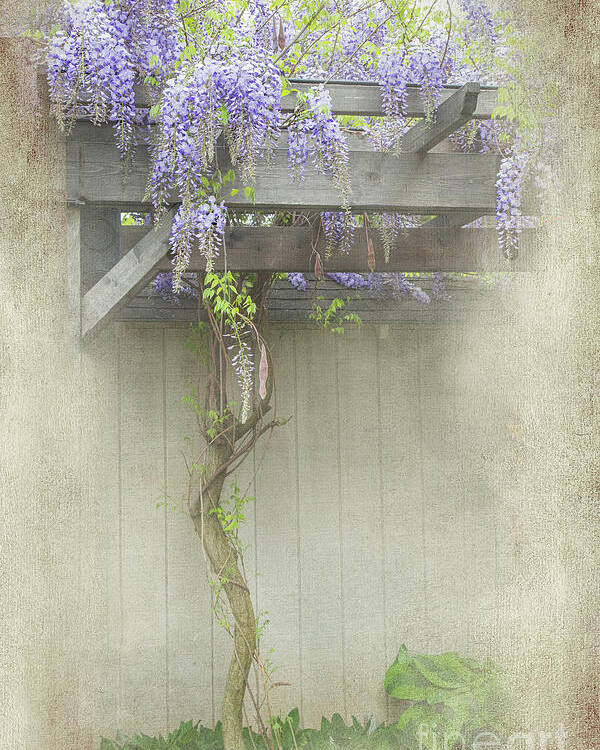 Flowers Poster featuring the photograph Wisteria Tree by Marilyn Cornwell