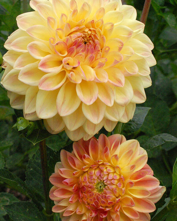 Dahlia Poster featuring the photograph Yellow and Orange Dahlias 2 by Amy Fose