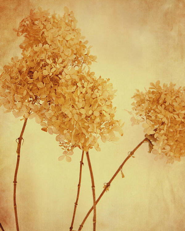 Flower Poster featuring the photograph Yellow mood by Yasmina Baggili
