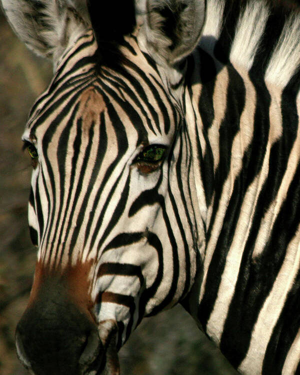 Zebra Poster featuring the photograph Zebra Eye by Karen Zuk Rosenblatt