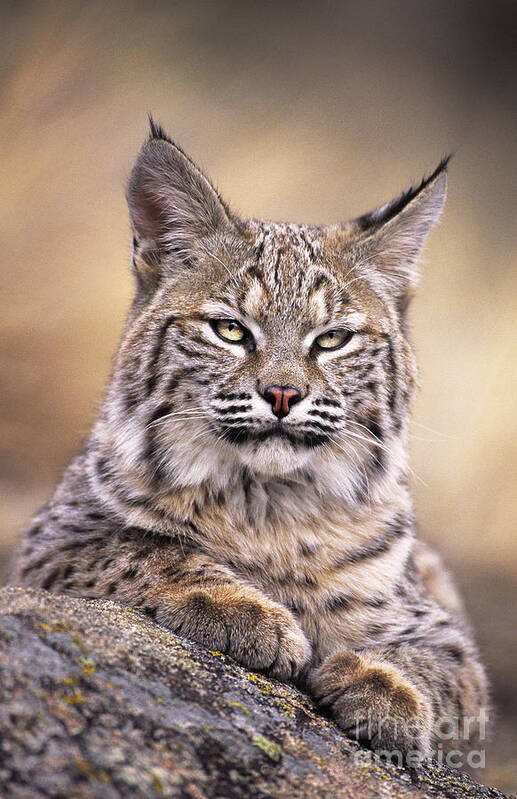 Bobcat Poster featuring the photograph Bobcat Cub Portrait Montana Wildlife by Dave Welling