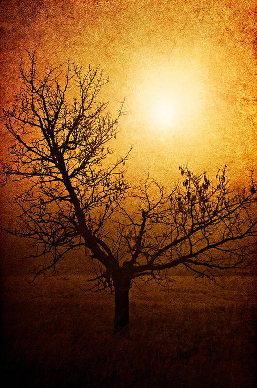 Tree Poster featuring the photograph Brotherhood of Light by Roman Solar