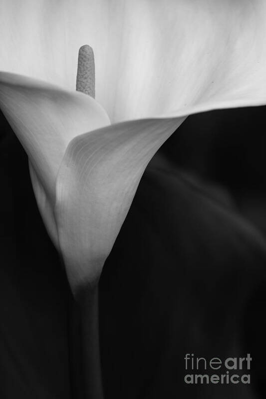 Landscapes Poster featuring the photograph Calla Lily Corner by John F Tsumas