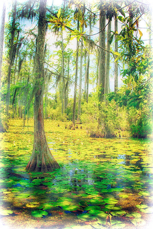 South Carolina Poster featuring the painting Cypress Tree and Water Lilies by Dan Carmichael