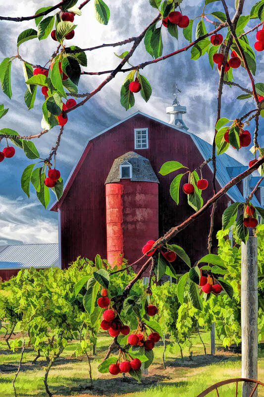 Door County Poster featuring the painting Door County Cherry Harvest Red Barn by Christopher Arndt