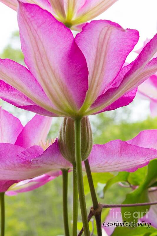 Photography Poster featuring the photograph Pink Clematis by Laurinda Bowling