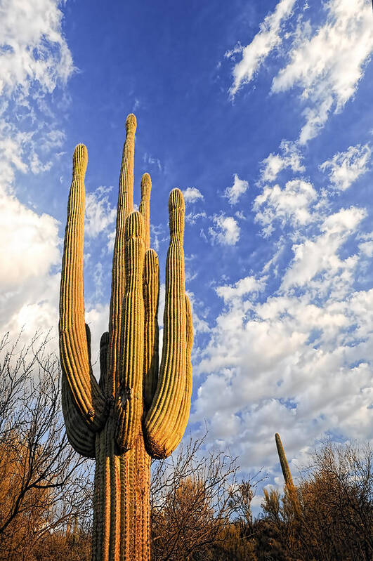 Saguaro Poster featuring the photograph Saguaro King by Anthony Citro