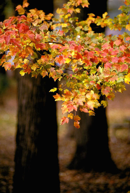 Autumn Poster featuring the photograph Two Trees by Matthew Pace
