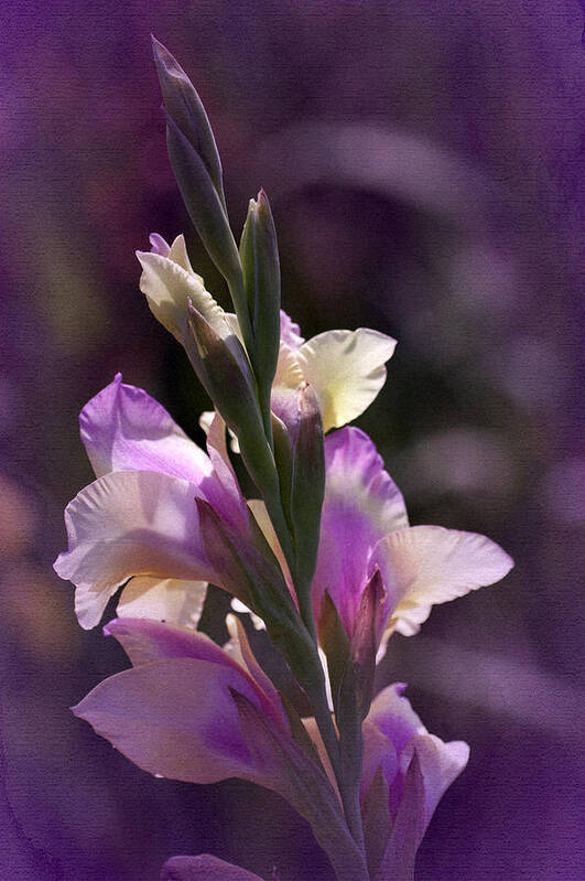 Gladiola Poster featuring the photograph Looking Back Gladly 2 by Richard Cummings