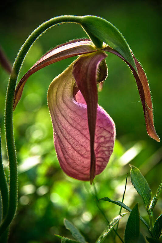 New Hampshire State Wildflower Poster featuring the photograph Pink Lady's Slipper by Robert Clifford
