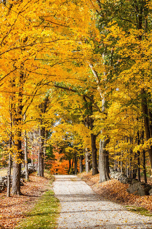 Fall Poster featuring the photograph Maple Lane #1 by Robert Clifford