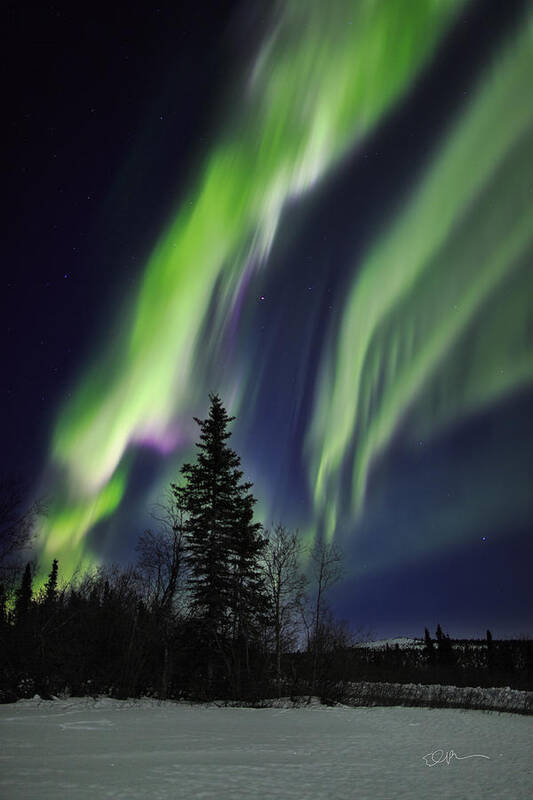 Alaska Poster featuring the photograph Aurora Grasp by Ed Boudreau