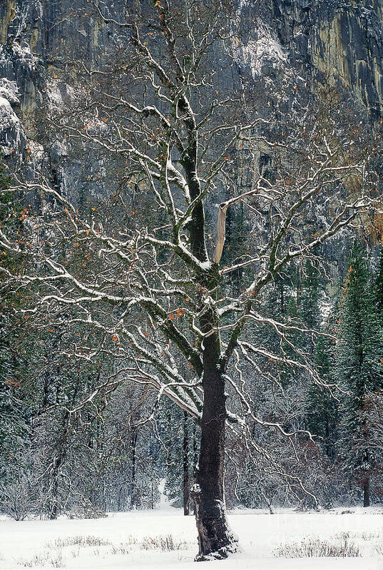 Black Oak Poster featuring the photograph Black Oak Quercus Kelloggii With Dusting Of Snow by Dave Welling
