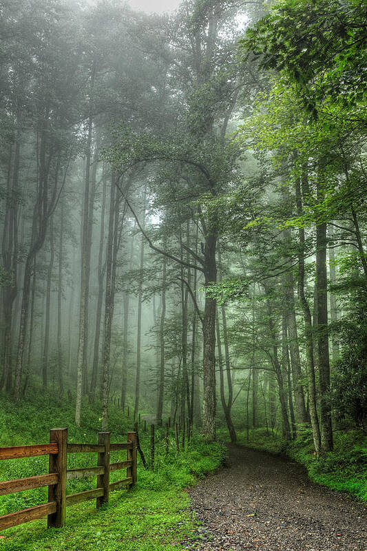 North Carolina Poster featuring the photograph Blue Ridge - Trees in Fog Country Road I by Dan Carmichael