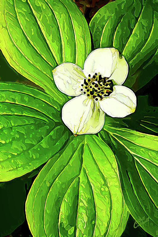 Nature Poster featuring the photograph Bunchberry Blossom by ABeautifulSky Photography by Bill Caldwell