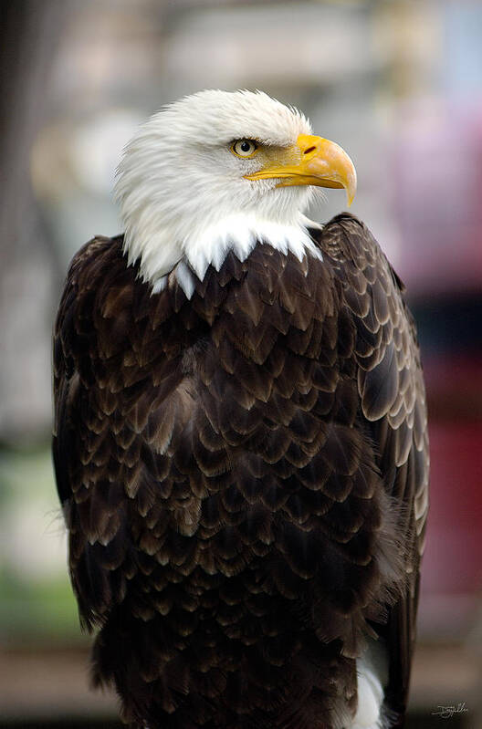 Eagle Poster featuring the photograph Eagle by Doug Gibbons