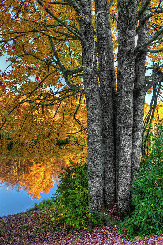 Fall Colors Poster featuring the photograph Fall Colors Reflecting in a Blue Ridge Lake by Dan Carmichael