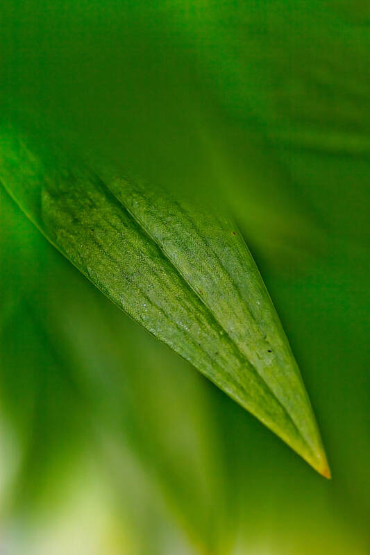 Leaf Poster featuring the photograph Green Edges by Az Jackson