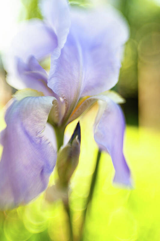  Iris Poster featuring the photograph Lavender Blue 3 by Pamela Taylor