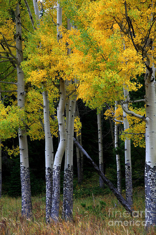 Aspens Poster featuring the photograph Leaning Aspen by Timothy Johnson