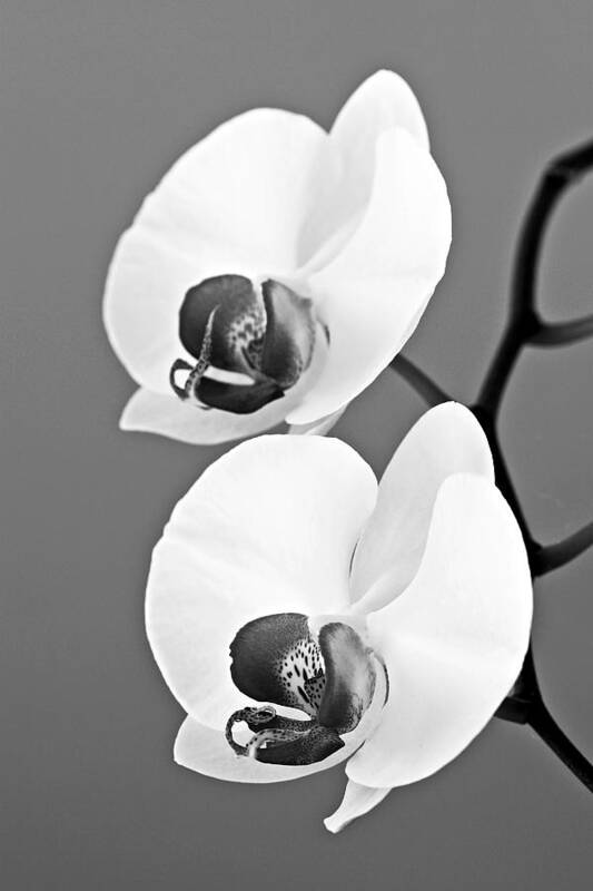 Orchid Poster featuring the photograph orchid-4- St Lucia by Chester Williams