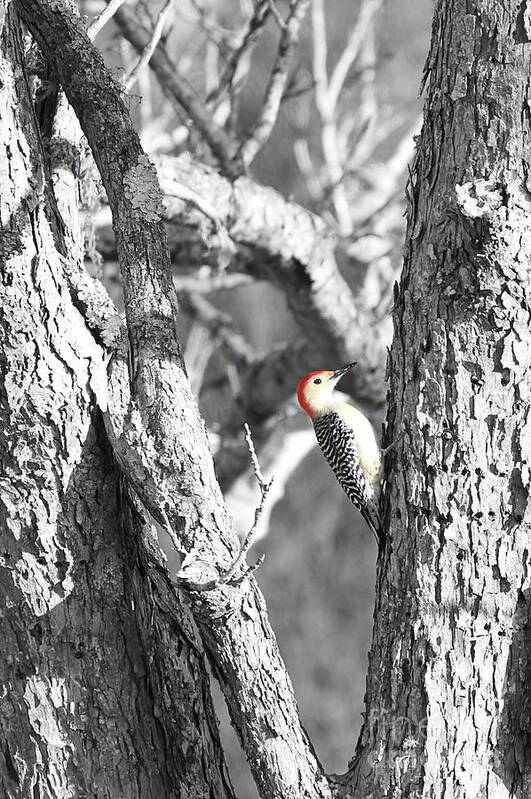 Woodpecker Poster featuring the photograph Red-Bellied Woodpecker by Benanne Stiens