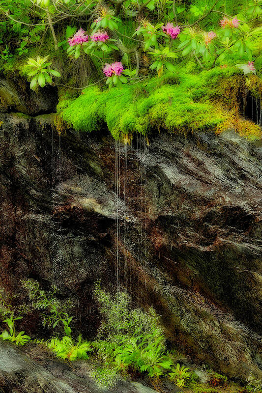 Blue Ridge Parkway Poster featuring the photograph Rhododendron on Wet Cliff Blue Ridge by Dan Carmichael