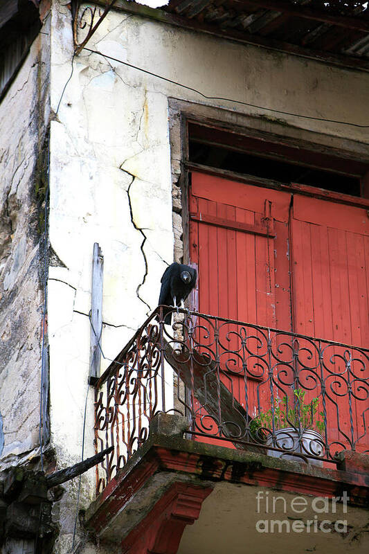 Vulture In Casco Viejo Poster featuring the photograph Vulture in Casco Viejo by John Rizzuto