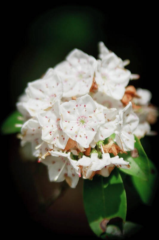 Flowers Poster featuring the photograph White Blooms by Rob Narwid