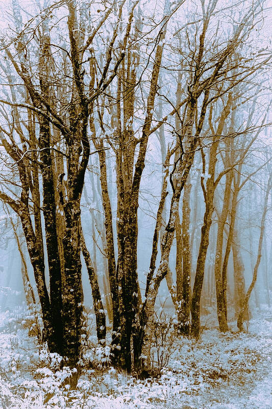 Cherohala Skyway Poster featuring the photograph Winter Bare Trees in a Spring Fog TO by Dan Carmichael