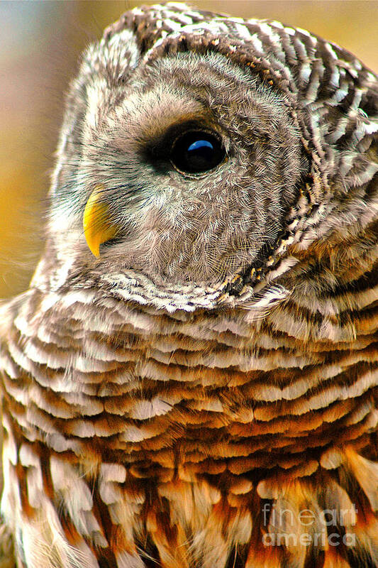 Woodland Owl Poster featuring the photograph Woodland Owl by Adam Olsen