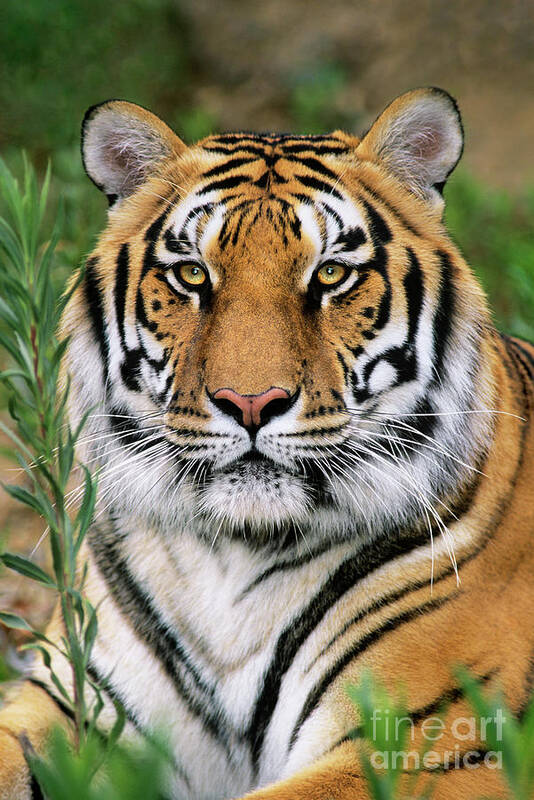 Siberian Tiger Poster featuring the photograph Siberian Tiger Staring Endangered Species Wildlife Rescue by Dave Welling