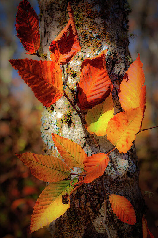 Autumn Poster featuring the photograph Autumn Leaves Aglow by Dan Carmichael