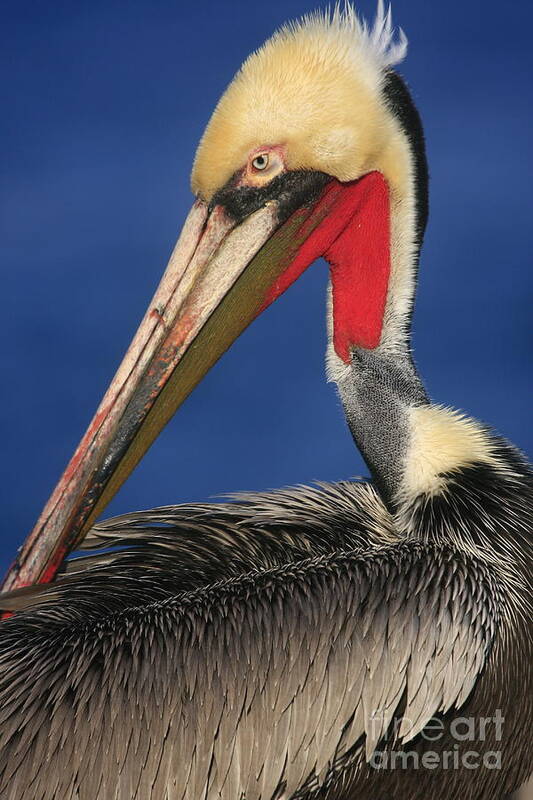 Birds Poster featuring the photograph California Brown Pelican Focus by John F Tsumas