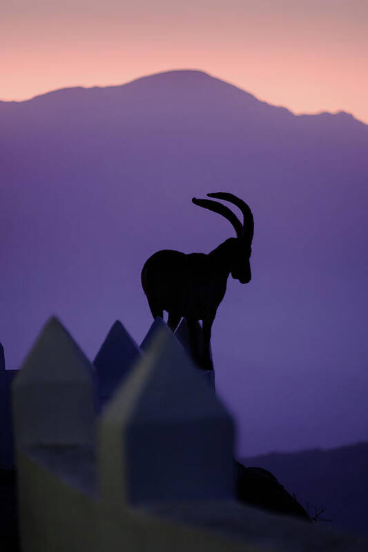 Andalucia Poster featuring the photograph Ibex and Mount Maroma by Gary Browne