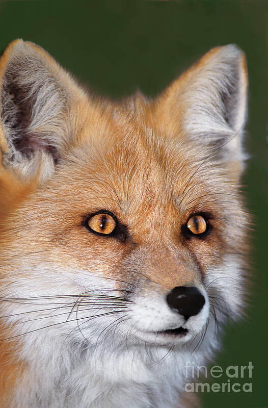 Red Fox Poster featuring the photograph Red Fox Portrait Wildlife Rescue by Dave Welling