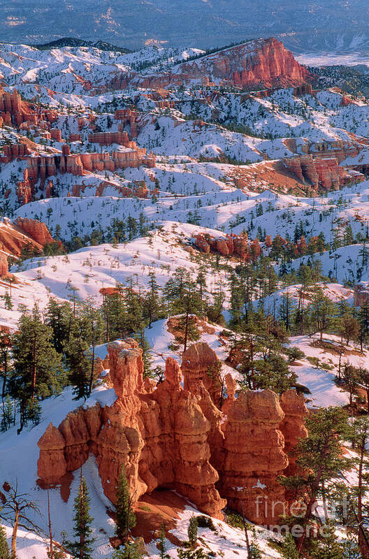 Dave Welling Poster featuring the photograph Winter Sunrise Bryce Canyon National Park by Dave Welling