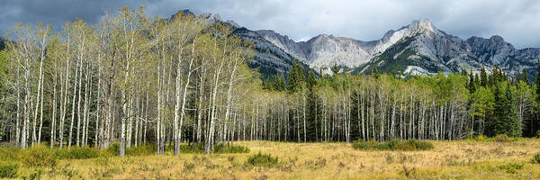 Photography Poster featuring the photograph Aspen Trees With Mountains #1 by Panoramic Images