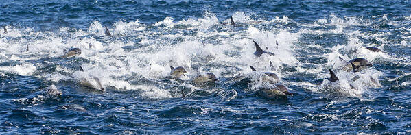 Long-beaked Common Dolphin Poster featuring the photograph Long-beaked Common Dolphins #3 by M. Watson