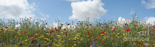 Wildflowers Poster featuring the photograph A Summers Day by Tim Gainey