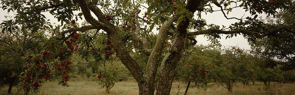 Photography Poster featuring the photograph Apple Trees In An Orchard, Sebastopol by Panoramic Images