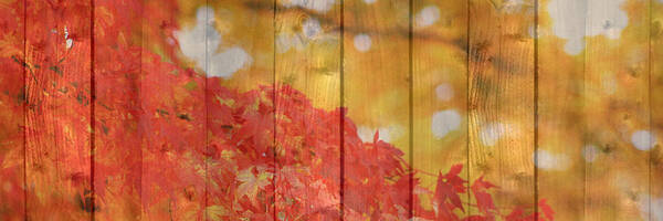 Autumn Poster featuring the photograph Autumn Outdoors 1 of 2 by Beverly Claire Kaiya
